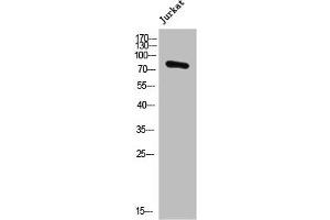 Western Blot analysis of JK cells using POLR3E Polyclonal Antibody