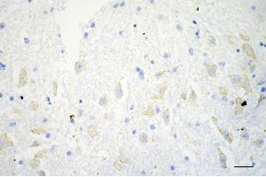 Immunohistochemistry was performed on paraffin-embedded mouse brain using COX IV antibody (ABIN7798247), 1:100).