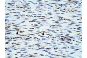 Image no. 1 for anti-NLR Family, CARD Domain Containing 4 (NLRC4) (AA 941-990) antibody (ABIN6735855)