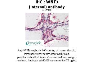 Image no. 3 for anti-Wingless-Type MMTV Integration Site Family, Member 3 (WNT3) (Internal Region) antibody (ABIN1740828) (WNT3 anticorps  (Internal Region))