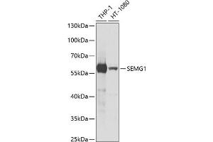 Western blot analysis of extracts of various cell lines, using SEMG1 antibody (ABIN6128755, ABIN6147527, ABIN6147528 and ABIN6221154) at 1:1000 dilution. (SEMG1 anticorps  (AA 24-310))