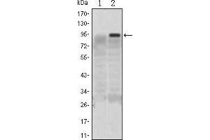Western blot analysis using KLF4 mAb against HEK293 (1) and KLF4(AA: 2-180)-hIgGFc transfected HEK293 (2) cell lysate. (KLF4 anticorps)