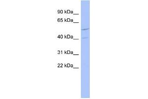 WB Suggested Anti-ZNF232 Antibody Titration:  0. (ZNF232 anticorps  (N-Term))