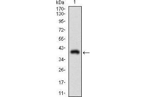 Western blot analysis using THY1 mAb against human THY1 recombinant protein.