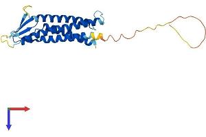 AlphaFold protein structure predicition of Mouse Recombinant Cldn15 Protein, UniprotID Q9Z0S5