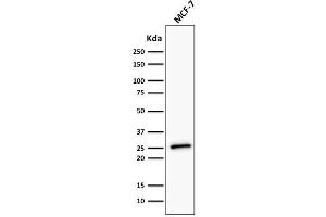 Western Blot Analysis of human MCF-7 cell lysate using Bcl-2 Monoclonal Antibody (BCL2/782 + BCL2/796). (Bcl-2 anticorps)