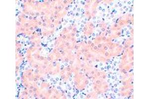 Immunohistochemistry of BCL2A1 in mouse kidney tissue with BCL2A1 polyclonal antibody  at 2 ug/mL . (BCL2A1 anticorps  (N-Term))