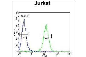 AXIN2 Antibody (C-term) (ABIN651608 and ABIN2840323) flow cytometric analysis of Jurkat cells (right histogram) compared to a negative control cell (left histogram). (AXIN2 anticorps  (C-Term))