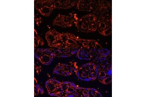 Immunofluorescence analysis of human placenta using LGR4 Polyclonal Antibody (ABIN6132102, ABIN6143174, ABIN6143176 and ABIN6216377) at dilution of 1:100 (40x lens).