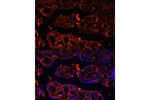 Immunofluorescence analysis of human placenta using LGR4 Polyclonal Antibody (ABIN6132102, ABIN6143174, ABIN6143176 and ABIN6216377) at dilution of 1:100 (40x lens). (LGR4 anticorps  (AA 320-540))