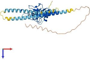 AlphaFold protein structure predicition of Mouse Recombinant Asgr2 Protein, UniprotID P24721