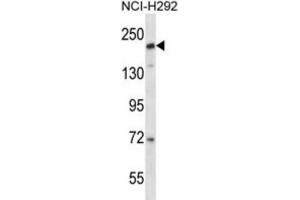 Western Blotting (WB) image for anti-CD163 Molecule-Like 1 (CD163L1) antibody (ABIN2997654) (CD163L1 anticorps)