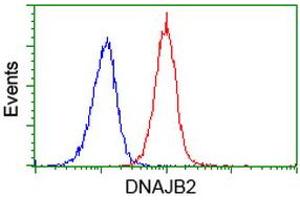 Image no. 3 for anti-DnaJ (Hsp40) Homolog, Subfamily B, Member 2 (DNAJB2) antibody (ABIN1497868) (DNAJB2 anticorps)