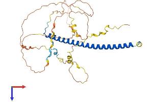 AlphaFold protein structure predicition of Human Recombinant CEBPB Protein, UniprotID P17676