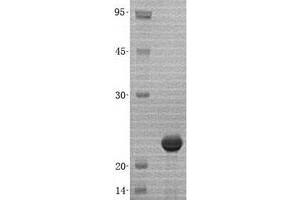 Validation with Western Blot
