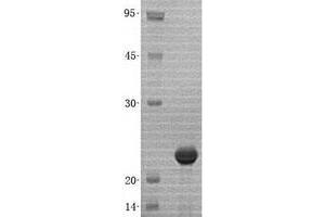 Validation with Western Blot (SUMO3 Protein (His tag))