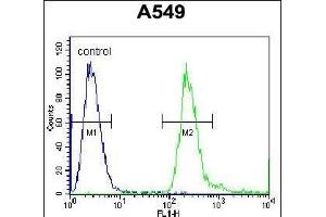 BPN1L Antibody (Center) (ABIN655857 and ABIN2845264) flow cytometric analysis of A549 cells (right histogram) comred to a negative control cell (left histogram).