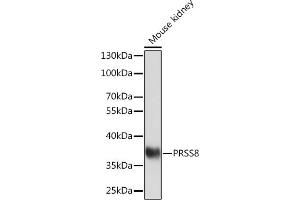 Western blot analysis of extracts of Mouse kidney, using PRSS8 Rabbit pAb (ABIN7269583) at 1:1000 dilution. (PRSS8 anticorps  (C-Term))