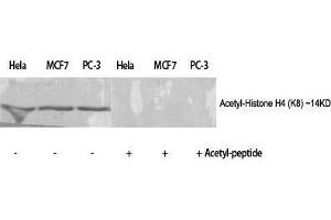 Western Blot (WB) analysis of specific cells using Acetyl-Histone H4 (K8) Polyclonal Antibody. (Histone H4 anticorps  (acLys8))