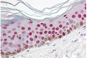 anti-Cyclin O (CCNO) (N-Term) antibody