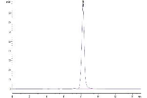 The purity of Mouse IL-20 is greater than 95 % as determined by SEC-HPLC. (IL-20 Protein (AA 25-176) (Fc Tag))