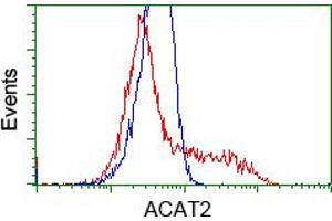 Image no. 3 for anti-Acetyl-CoA Acetyltransferase 2 (ACAT2) antibody (ABIN1496401) (ACAT2 anticorps)