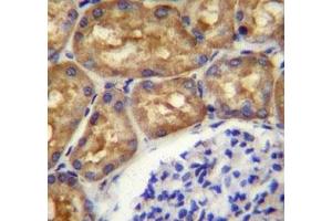 ASS1 antibody immunohistochemistry analysis in formalin fixed and paraffin embedded human kidney tissue.