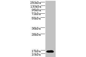 Western blot All lanes: TCEAL7 antibody at 2 μg/mL + A549 whole cell lysate Secondary Goat polyclonal to rabbit IgG at 1/10000 dilution Predicted band size: 13 kDa Observed band size: 13 kDa (TCEAL7 anticorps  (AA 1-100))