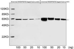 Western blot analysis of NWSHPQFEK tagged fusion proteins expressed in E. (Strep Tag II anticorps)
