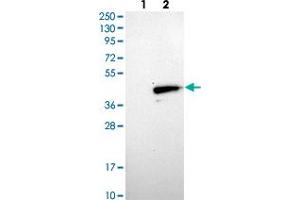 Western blot analysis of Lane 1: Negative control (vector only transfected HEK293T lysate), Lane 2: Over-expression Lysate (Co-expressed with a C-terminal myc-DDK tag (~3. (MOSC1 anticorps)