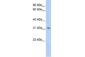 WB Suggested Anti-MPG Antibody Titration:  0. (MPG anticorps  (Middle Region))