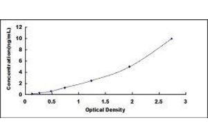 Chemokine (C-X3-C Motif) Ligand 1 (CX3CL1) ELISA Kit