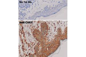 Immunohistochemistry (IHC) image for anti-Calnexin (CANX) (C-Term) antibody (ABIN1440008)