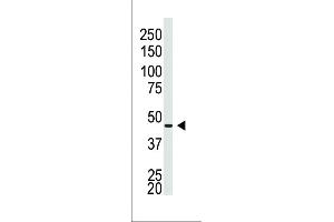 Western blot analysis of anti-GJA5 N-term Pab in Placenta lysate