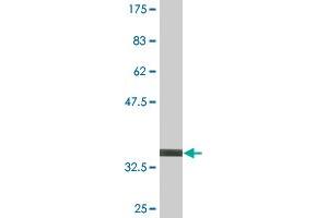 Western Blot detection against Immunogen (36.