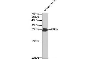 Western blot analysis of extracts of Mouse testis using EPPIN Polyclonal Antibody at dilution of 1:1000.