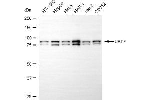 anti-Upstream Binding Transcription Factor, RNA Polymerase I (UBTF) antibody