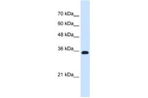 WB Suggested Anti-ATP1B1 Antibody Titration:  0. (ATP1B1 anticorps  (Middle Region))