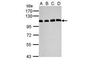 Image no. 2 for anti-Ubiquitin Specific Peptidase 13 (Isopeptidase T-3) (USP13) (C-Term) antibody (ABIN1491928) (USP13 anticorps  (C-Term))