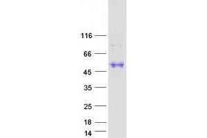 Validation with Western Blot (Decorin Protein (DCN) (Transcript Variant D) (Myc-DYKDDDDK Tag))