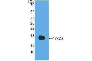 Detection of Recombinant IL13, Human using Polyclonal Antibody to Interleukin 13 (IL13) (IL-13 anticorps  (AA 25-146))