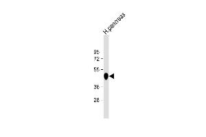 Anti-CPB1 Antibody (N-term) at 1:1000 dilution + human pancreas lysate Lysates/proteins at 20 μg per lane.