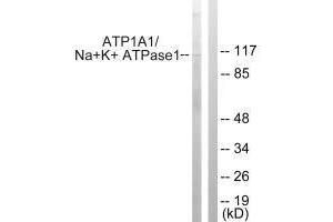 Western blot analysis of extracts from HeLa cells, using ATP1α1/Na+K+ ATPase1 (Ab-23) antibody. (ATP1A1 anticorps  (Ser23))