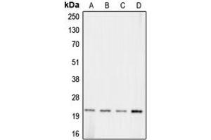 Western blot analysis of Claudin 11 expression in HeLa (A), Raw264. (Claudin 11 anticorps  (C-Term))