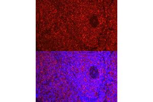 Immunofluorescence analysis of Rat spleen using  antibody ( ABIN7265502) at dilution of 1:50 (40x lens). (ADRB1 anticorps  (AA 150-250))