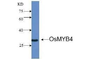 Western Blotting (WB) image for anti-Transcription factor MYB4 (MYB4) antibody (ABIN1854788) (MYB4 anticorps)