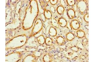 Immunohistochemistry of paraffin-embedded human kidney tissue using ABIN7161015 at dilution of 1:100 (NOXA1 anticorps  (AA 150-313))
