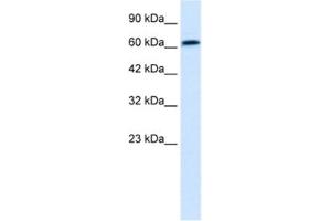 Western Blotting (WB) image for anti-PC4 and SFRS1 Interacting Protein 1 (PSIP1) antibody (ABIN2461013) (PSIP1 anticorps)