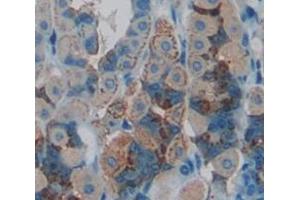 IHC-P analysis of Mouse Tissue, with DAB staining. (IL10RB anticorps  (AA 42-218))