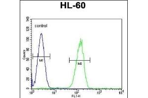 GP Antibody (N-term) (ABIN655207 and ABIN2844821) flow cytometric analysis of HL-60 cells (right histogram) compared to a negative control cell (left histogram). (GPR142 anticorps  (N-Term))